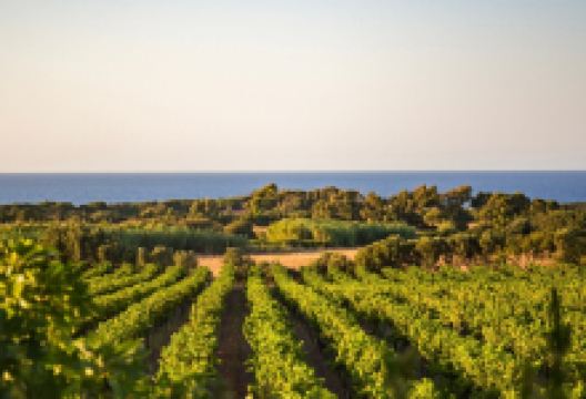 Cantina Ligios景点图片