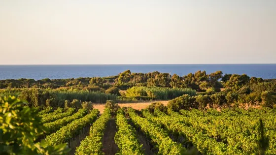 Cantina Ligios