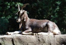 Tierpark Tannenbusch景点图片