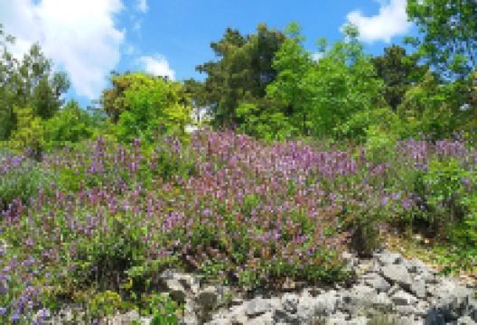 Sentiero Tiziana Weiss (o Sentiero Della Salvia)景点图片