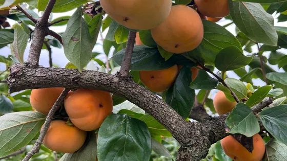 Cedar Creek Orchard