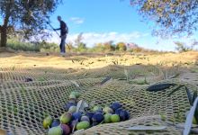 Domaine de L’Olivette景点图片