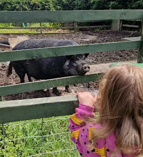 Little Al's Urban Farm