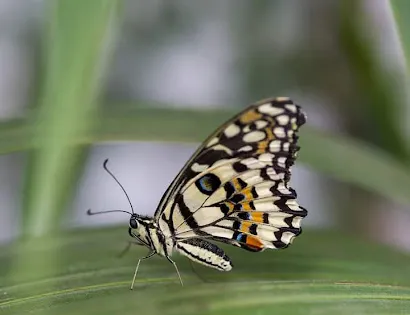 Limpinwood Nature Reserve