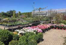 Naardenplant购物图片