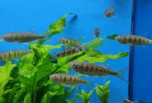 Geelse Aquarium Specialist景点图片