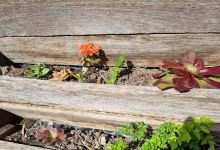 Native Edible Garden - Randwick Sustainability Hub景点图片