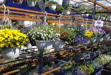 Plantesalg AS购物图片