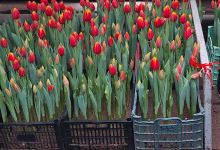 Sadovyy Kaleydoskop景点图片