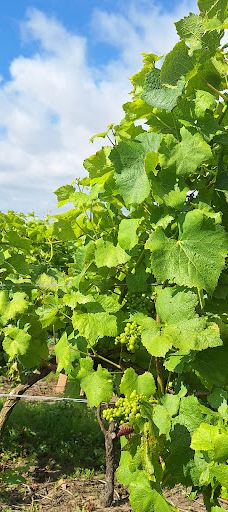 Vingaarden, Lille Gadegaard ( Vineyard )-阿克尔科拜