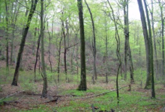 Fox Hollow Preserve景点图片