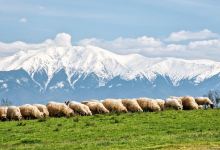 Șopa Natural Park景点图片