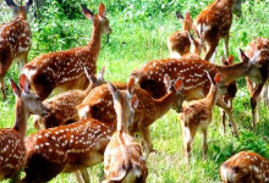 海南省枫木鹿场景点图片