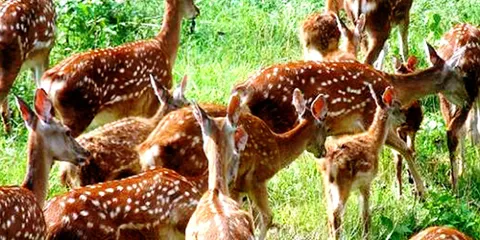 海南省楓木鹿場
