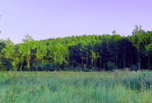 IN BRICHEL amphibians' pond景点图片