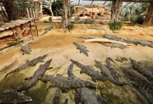 Crocodile Farm景点图片