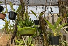 Orquidário Aguapey景点图片