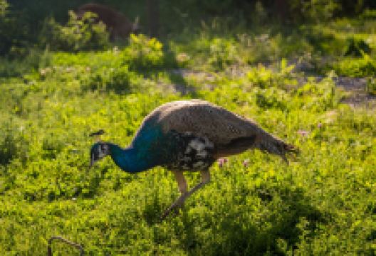 Cottage Farm景点图片