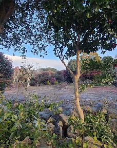 为美里山茶树群-西归浦市