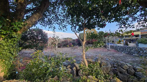 為美里山茶樹群