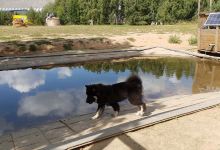 Hundepark Lüneburg景点图片