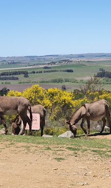 Cerro Venado-坦迪尔