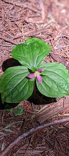 Grove of Old Trees-奥西丹透