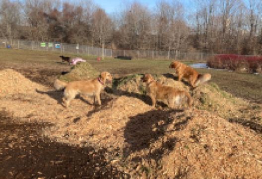 Thomaston Dog Park景点图片