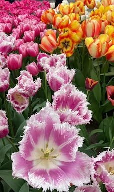 Willem - Alexander Pavilion-利瑟