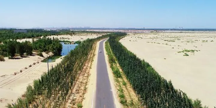 大漠胡楊觀景台