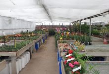 Greenhouses Butry购物图片