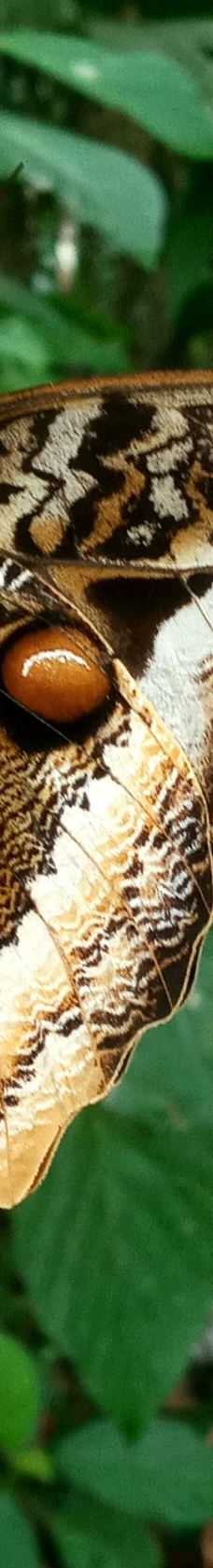 卡维塔国家公园-Talamanca