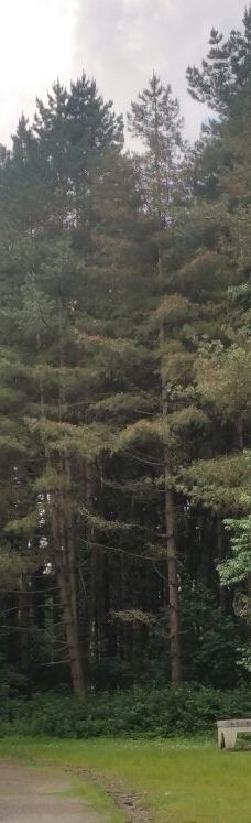 Parc des Gayeulles-雷恩