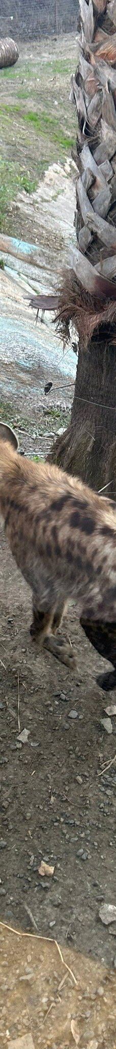 Selwo Aventura-埃斯特波纳