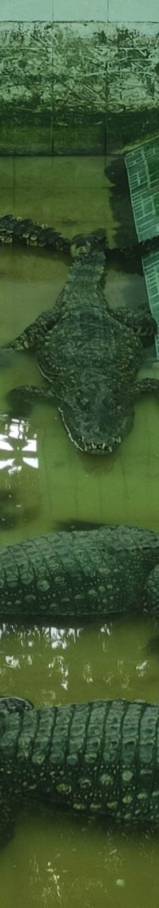 Dong Tam Snake Farm-周城县