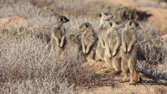Meerkat Magic