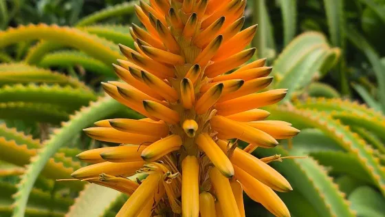 Conservatoire Botanique National
