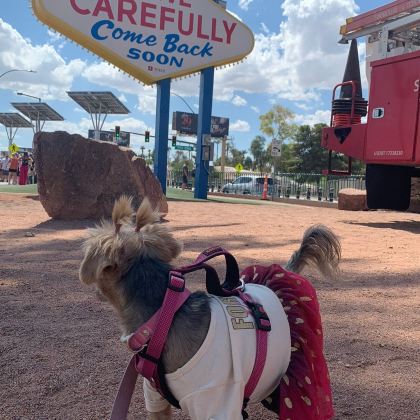 美国拉斯维加斯5日4晚跟团游