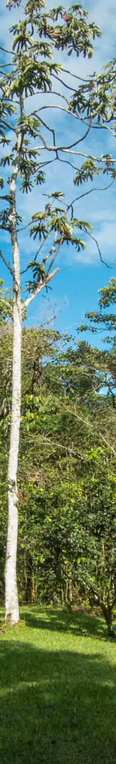 Finca Cantaros-圣维托