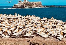 Point Danger Gannet Colony景点图片