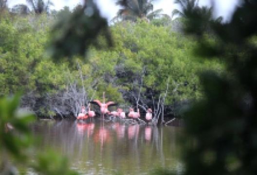 Posada de flamengos景点图片