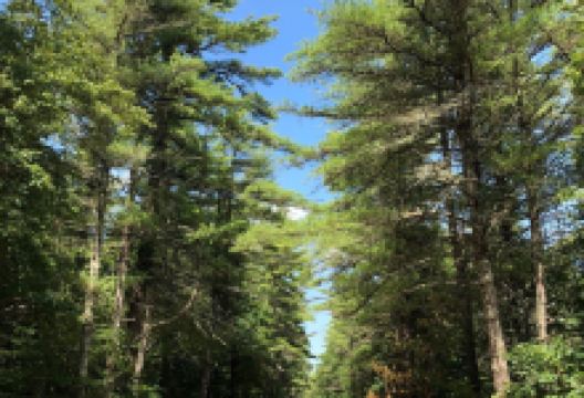 Freetown-Fall River State Forest景点图片