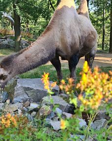 Chemnitz Zoo-开姆尼茨