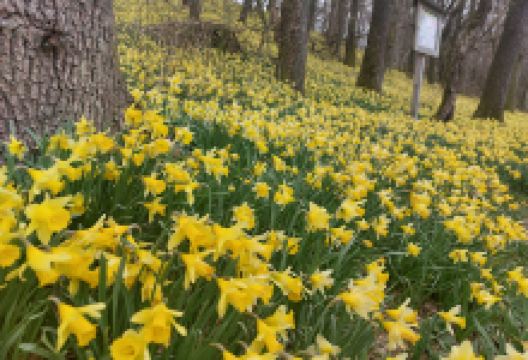 Naturlehrpfad Mausheck景点图片