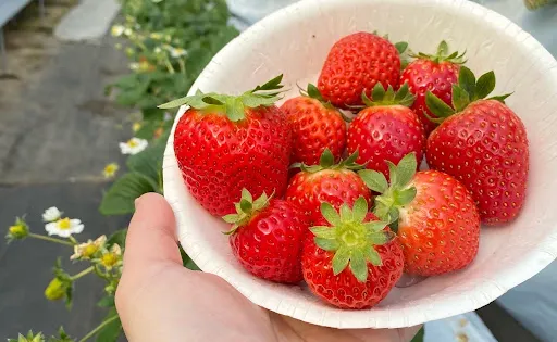 Awajishima Fruit No Orchards