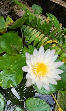 Ton Pring Waterfall-泰孟