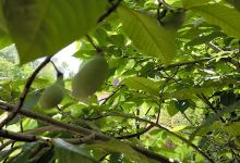 Botanical Garden景点图片