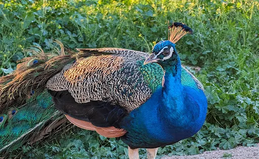 Superstition Farm