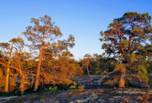 Djupviksgrottan景点图片