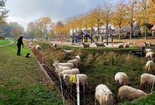 Speeltuin / Mariëndaalseweg景点图片